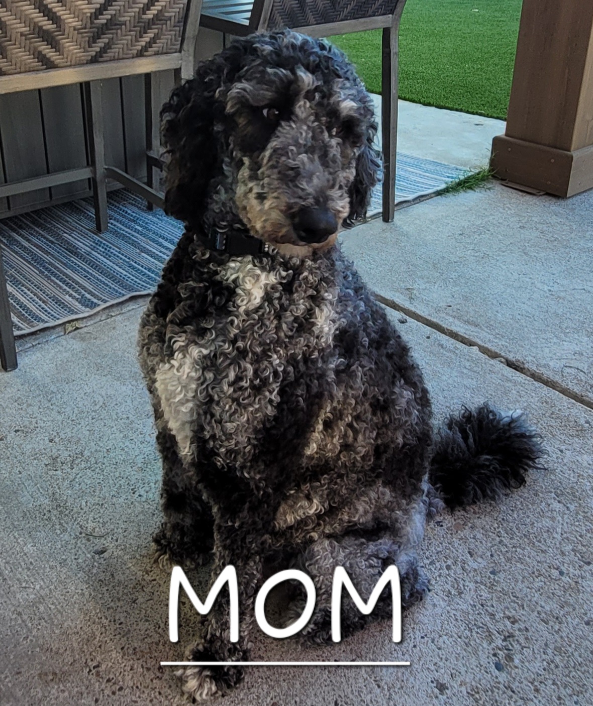 Bella - Goldendoodle