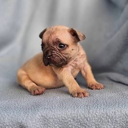 Boston Terrier, Bulldog, and French Bulldog Puppies from Willamette Valley Bullies