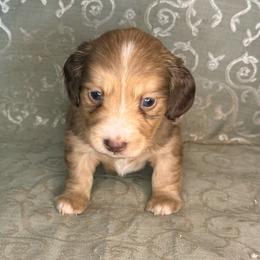 Gaston - Cream male Dachshund puppy in Lexington, Oklahoma from BooneDox Miniature Dachshunds