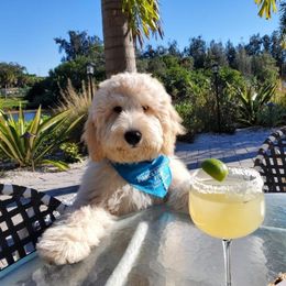 "English Goldendoodle Puppy from Moss Creek Goldendoodles" Goldendoodle and Schnoodle Puppies from Moss Creek Goldendoodles