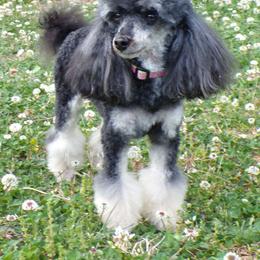 June - Poodle