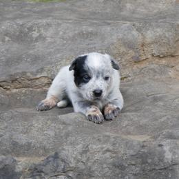 Henry Knox - Blue mottled male Australian Cattle Dog puppy in Buffalo Valley, Tennessee from Buffalo Valley Breeders