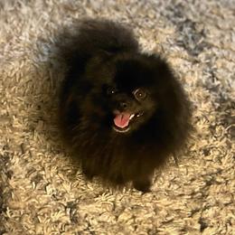 Pickle - Pomeranian