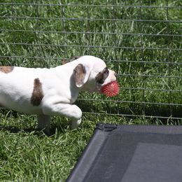 American Bulldog Puppies from Ferocia Kennels