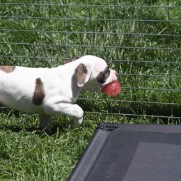 American Bulldog Puppies from Ferocia Kennels