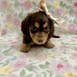 Dottie - 3000- Pet Only - Chocolate and cream female Dachshund puppy in Biloxi, Mississippi from Southern Doxies Ms