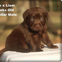 Tan - Chocolate male Labrador Retriever puppy in Huntington, Texas from Soggy Bottom Retrievers