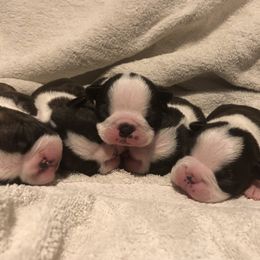 Boston Terrier Puppies from True North Bostons