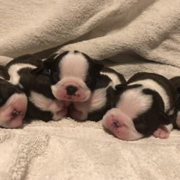 Boston Terrier Puppies from True North Bostons