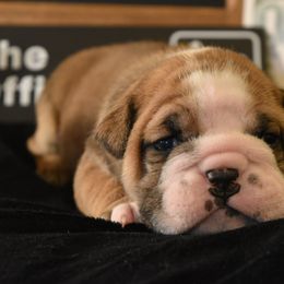 Dwight - Red male Bulldog puppy in Caledonia, New York from Raise The Woof Bulldogs