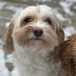 Rosie - Cavapoo