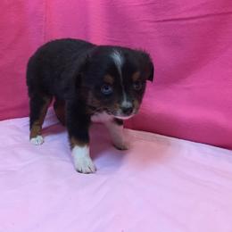 Pembroke Welsh Corgi, Miniature Australian Shepherd, and Toy Australian Shepherd Puppies from Midwest Mini/Toy Aussies