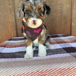 Aggie - Blue merle female Aussiedoodle puppy in Eastland, Texas from H5 Mini Doodles