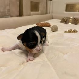 Yorkipoo and Yorkshire Terrier Puppies from OK Puppies LLC