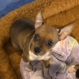 Rose' - Red white and sable female Rat Terrier puppy in Savoy, Texas from Rockin EZ Rat Terriers