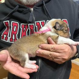 Pink collar female - Sable and white female Collie puppy in Lonoke, Arkansas from Colley Collies