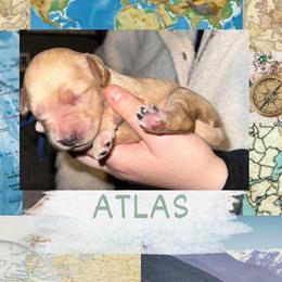 Atlas - Cream male Goldendoodle puppy in Prosperity, Pennsylvania from Stelladoodles & Company