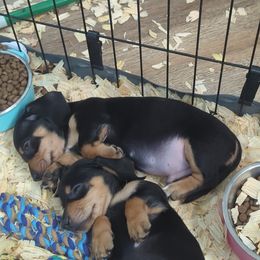 Lucha Libre - Black and tan male Dachshund puppy in Spring Hope, North Carolina from Hogan’s Lowrider Hounds