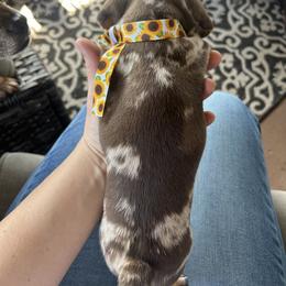 Dachshund Puppies from Dapper Dachshund