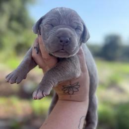 Fettacini - Silver female Great Dane puppy in Lehigh Acres, Florida from Florida Wrinkles