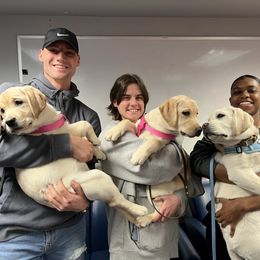 Labrador Retriever Puppies from Armory Labradors