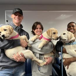 Labrador Retriever Puppies from Armory Labradors