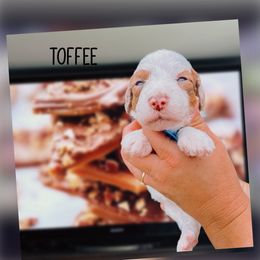 Toffee - Cream female Whoodle puppy in Knoxville, Tennessee from Fleury Farm Doodles TN