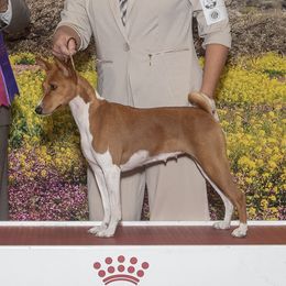 NDoti - Basenji