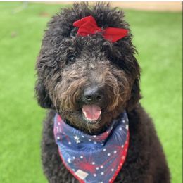 Shirley - Goldendoodle