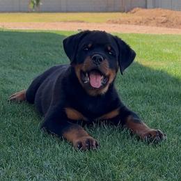 Male 2 - Black and mahogany male Rottweiler puppy in Arizona from TRK Rottweilers