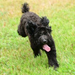 Sheepadoodle Puppies from Riley Grace Puppies