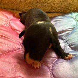 Girl 1 - Black female Italian Greyhound puppy in North Carolina from Celtic Sighthounds