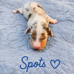 Dachshund Puppies from Wicburg’s Wieners