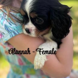 Alannah - Tri-color female Cavalier King Charles Spaniel puppy in North Smithfield, Rhode Island from Thundermist Cavaliers