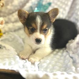 Rafael - Black and tan male Pembroke Welsh Corgi puppy in Blair, Wisconsin from Sandy’s Pet Grooming and Boarding & AKC Corgis
