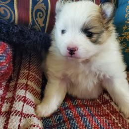 Companion Cross, Pomeranian, and Sheepadoodle Puppies from Fluffy Wonders Poms and Doodles