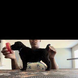 Poodle Puppies from Tyler Family Poodles