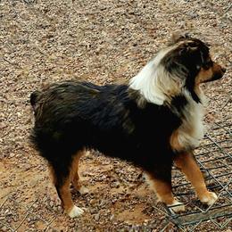 Sky - Blue merle female Toy Australian Shepherd puppy in Snowflake, Arizona from Halfpint Aussies