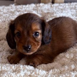 Simon - Red male Dachshund puppy in Chelsea, Oklahoma from Elite Puppies of Oklahoma