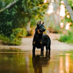 Beauceron All Grown Up from Feu des Étoiles