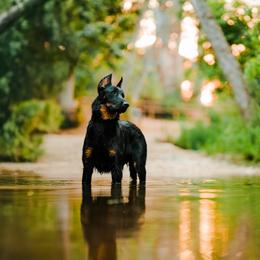 Beauceron All Grown Up from Feu des Étoiles