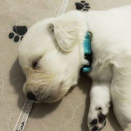 Golden Retriever Puppies from Sleepy Morning Goldens