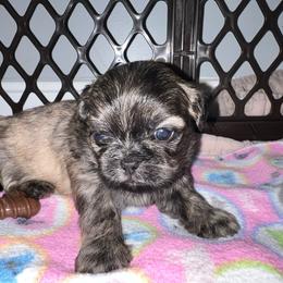 Boy 3 - Brindle male Shih Tzu puppy in Silver Spring, Maryland from Saraya’s Shih Tzus