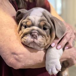 Bullevardiers Canelo - Lilac tri-color male Bulldog puppy in Dallas, Texas from Bullevardier Bulldogs