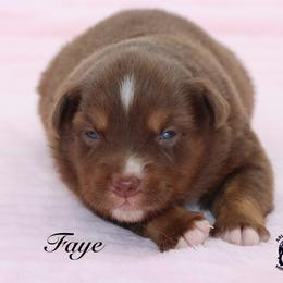 Fawn - Red tri female Miniature Australian Shepherd puppy in Weeki Wachee, Florida from Arlington's Mini Aussies