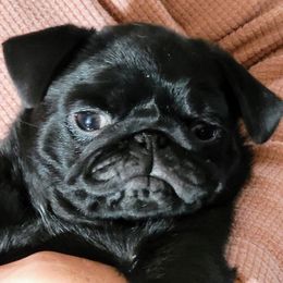 Saffy - Pug