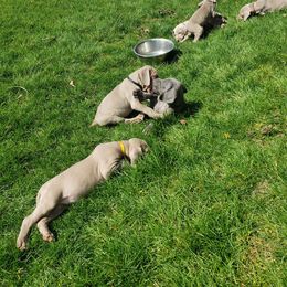 Weimaraner Puppies from Miller's Weimaraners