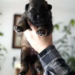 Xena - Sable female German Shepherd puppy in Coarsegold, California from Yosemite Shepherds