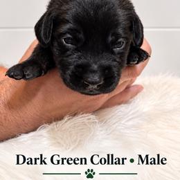 Dark green collar male - Black male Labrador Retriever puppy in Imperial, Missouri from Kalkbrenner's Labrador Retrievers