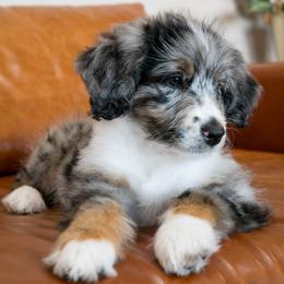 Peep - female Australian Mountain Doodle puppy in Lafayette, Missouri from Brick House Farm Doodles